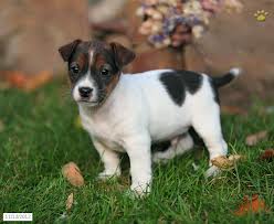 Cute Puppy Dogs: jack russell terrier puppies
