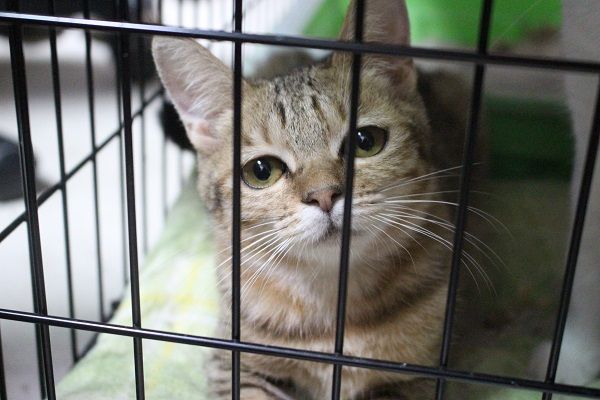 動物虐待事件に関わる5つの映画作品