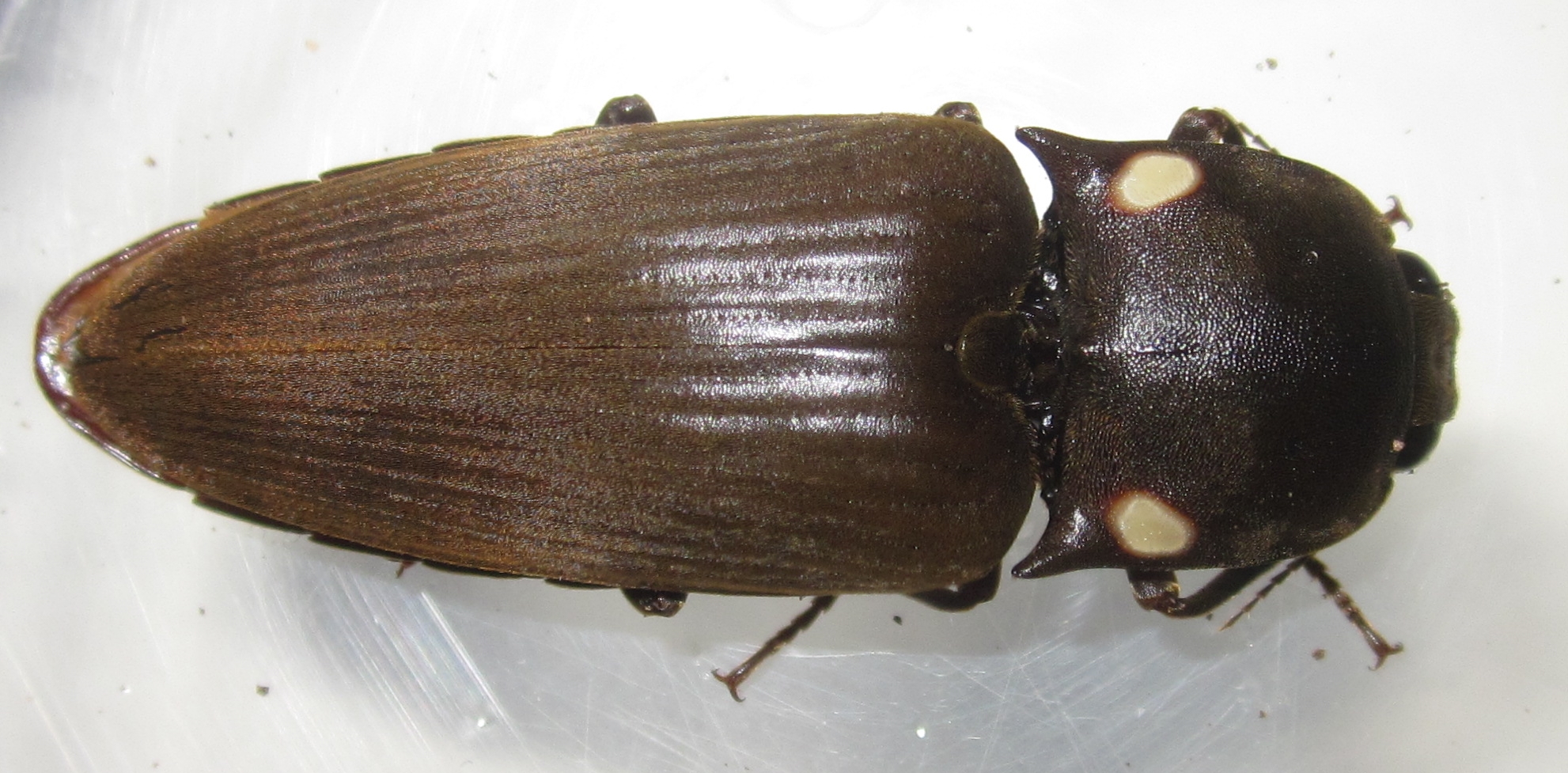 Pyrophorus2021%25231.JPG