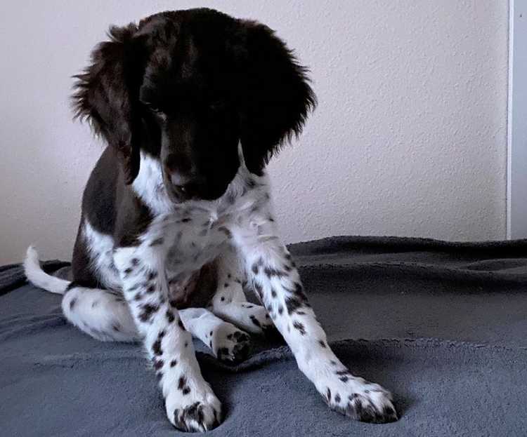 Hip Dislocation in Dogs Causes, Symptoms, and Treatment