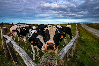 Rebaño de vacas en el campo bajo un cielo cubierto.