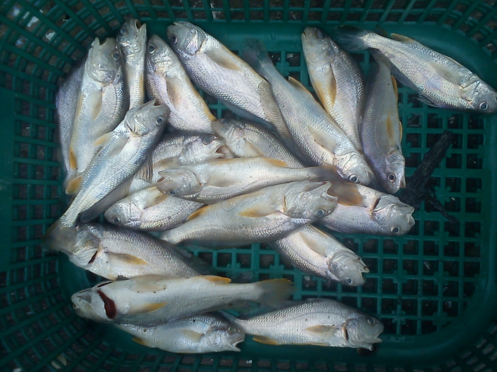 Penghibur memancing ikan gelama di jeti pantai perpat ~ ZON PANCING