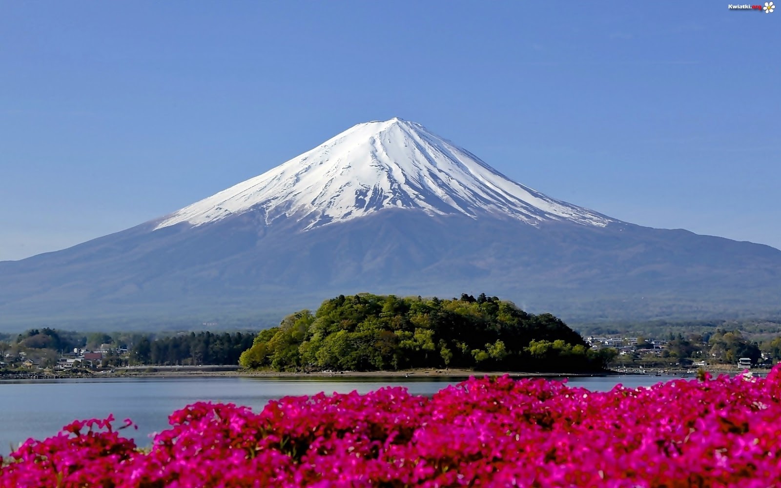 Sakura Senzen Fuji  Mountain
