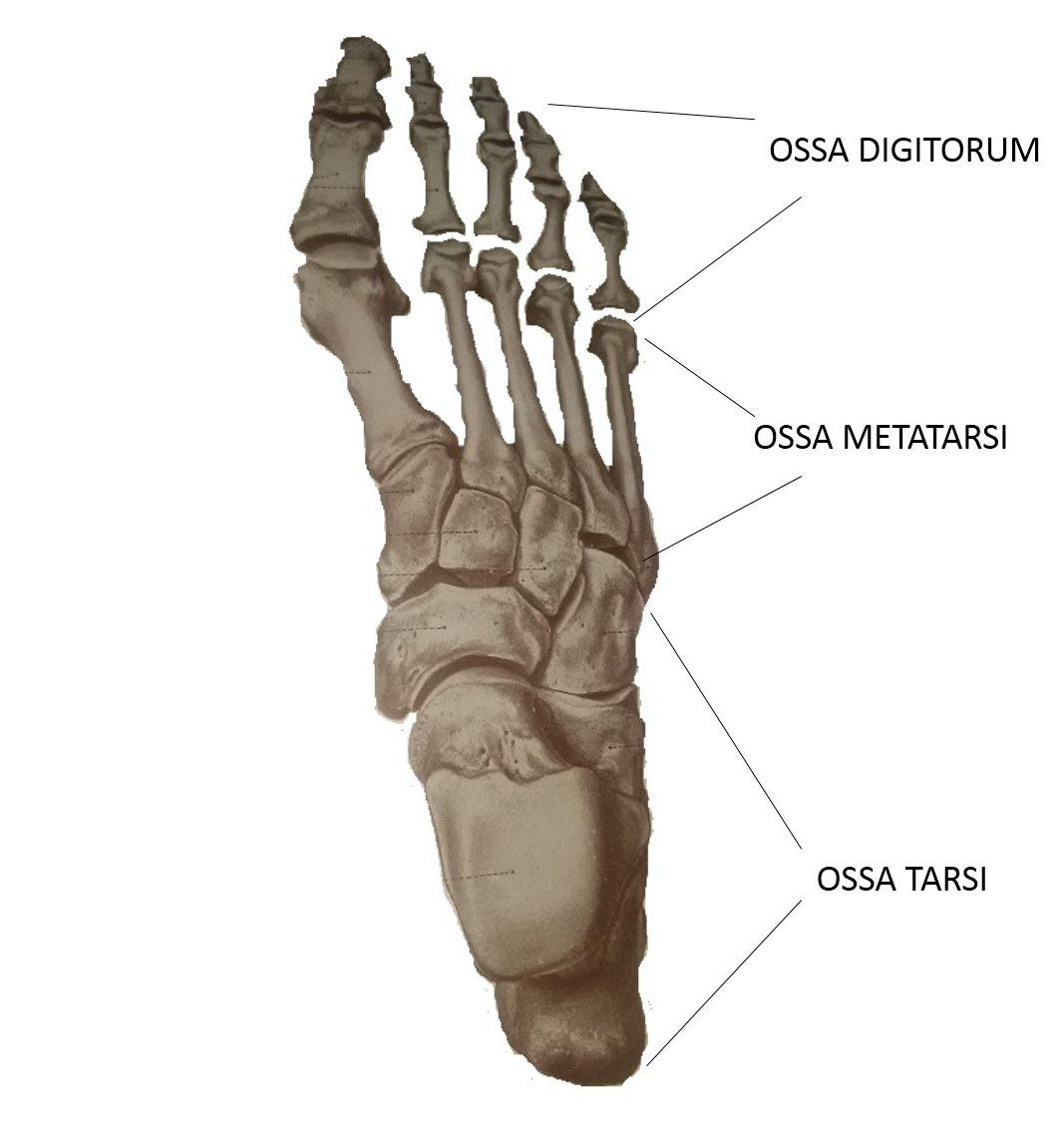 Фаланги стопы. Кости стопы (ossa pedis). Сесамовидная ладьевидная кость. Ossa pedis анатомия. Сесамовидная кость стопы.