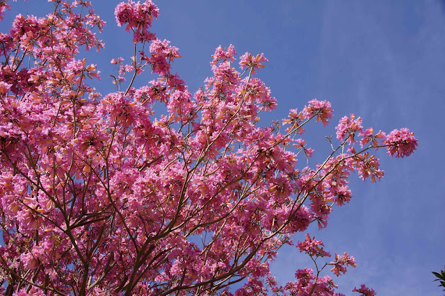 Pink (Lavender) Trumpet Tree