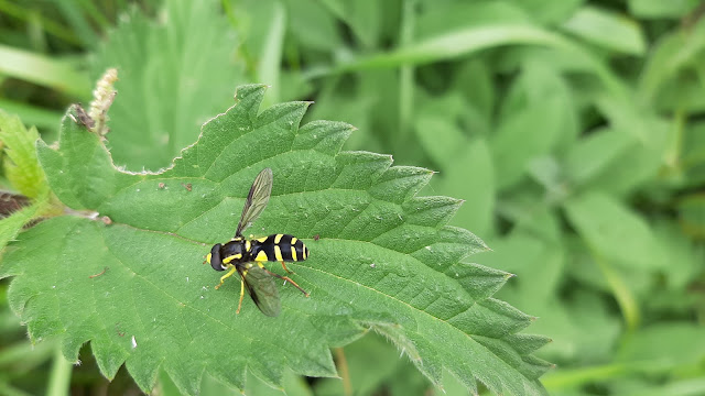 Yellow and black hoverfly
