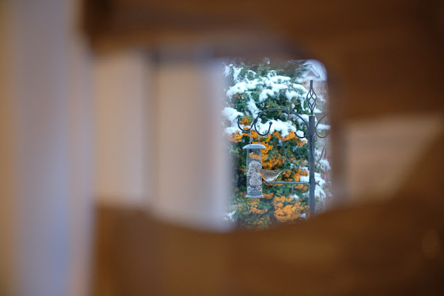 Close up of indoor cardboard bird hide with Robin in view