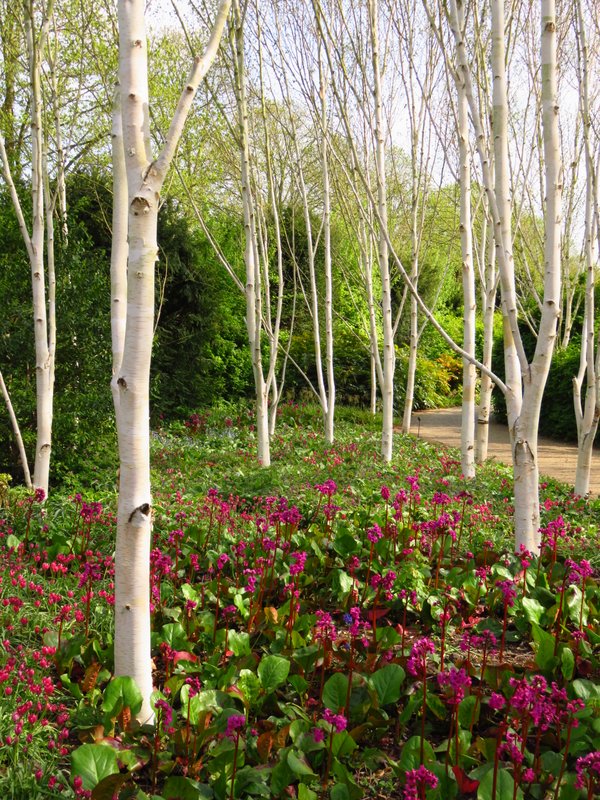 Anglesey Abbey - Guia de jardin