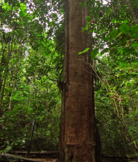 Decking Kayu Ulin Produk Kayu Besi Central Parquet - PUSAT LANTAI KAYU