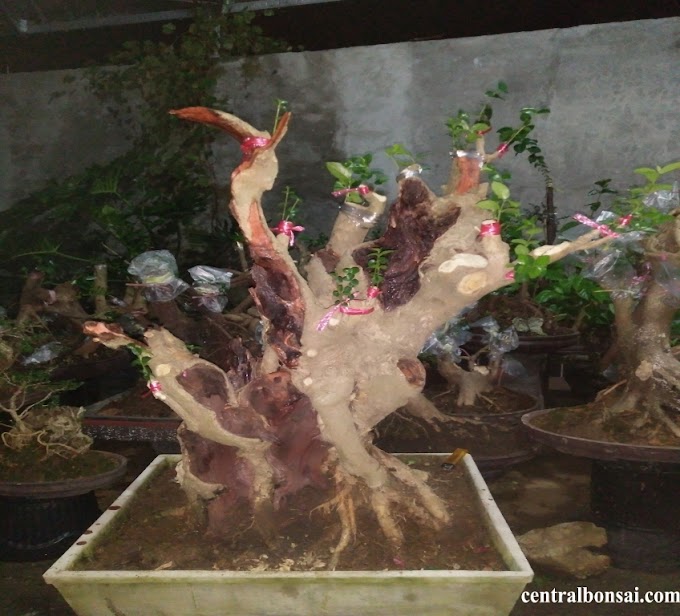 Cara Penyusuan Tanaman Bakalan Bonsai