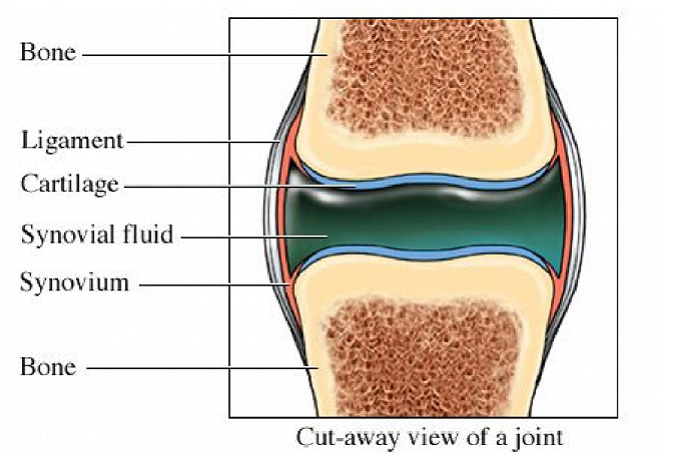synovial fluid image synovial fluid image