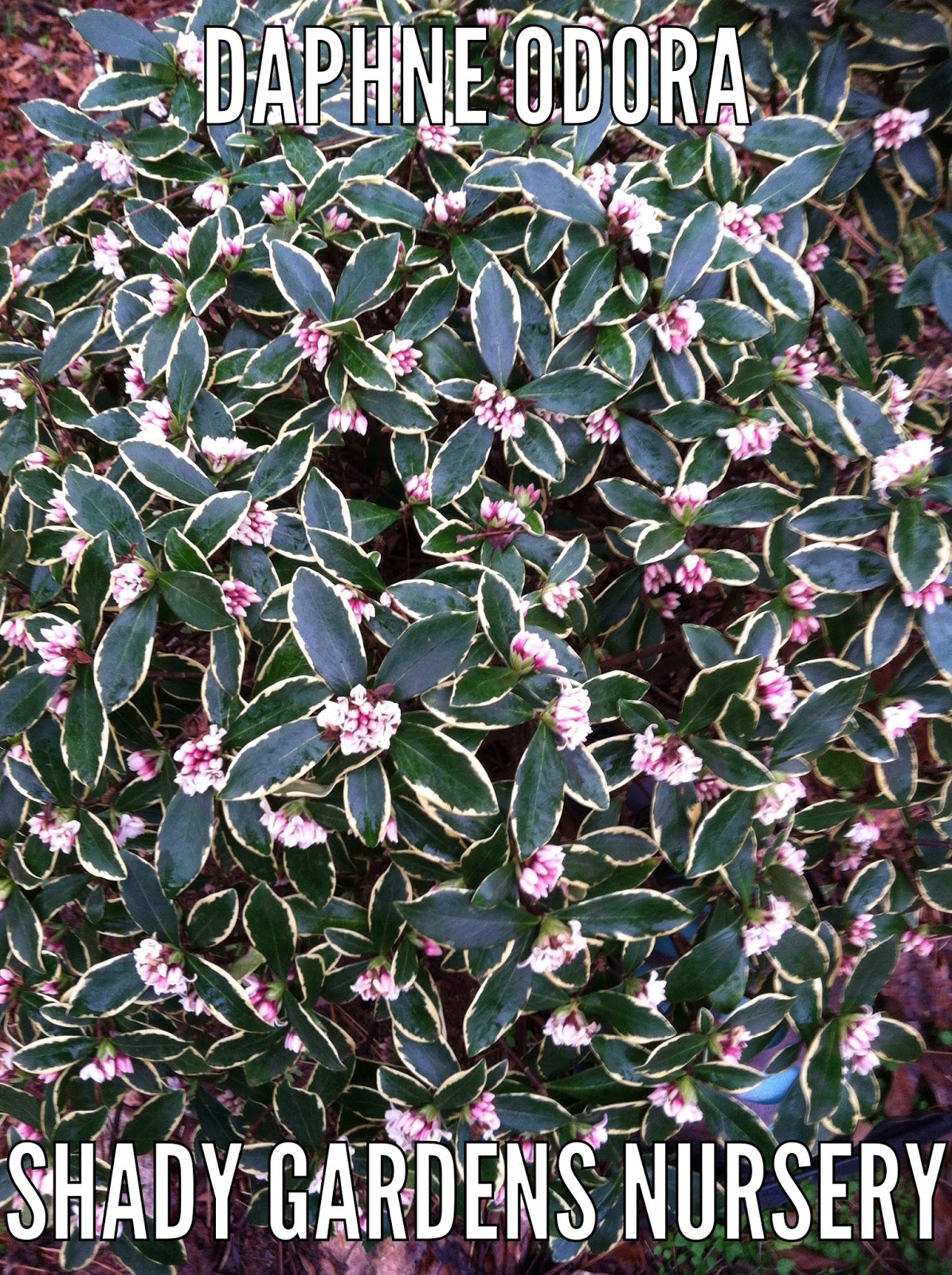 Gardening Shady Style February Blooms in my Garden Daphne odora
