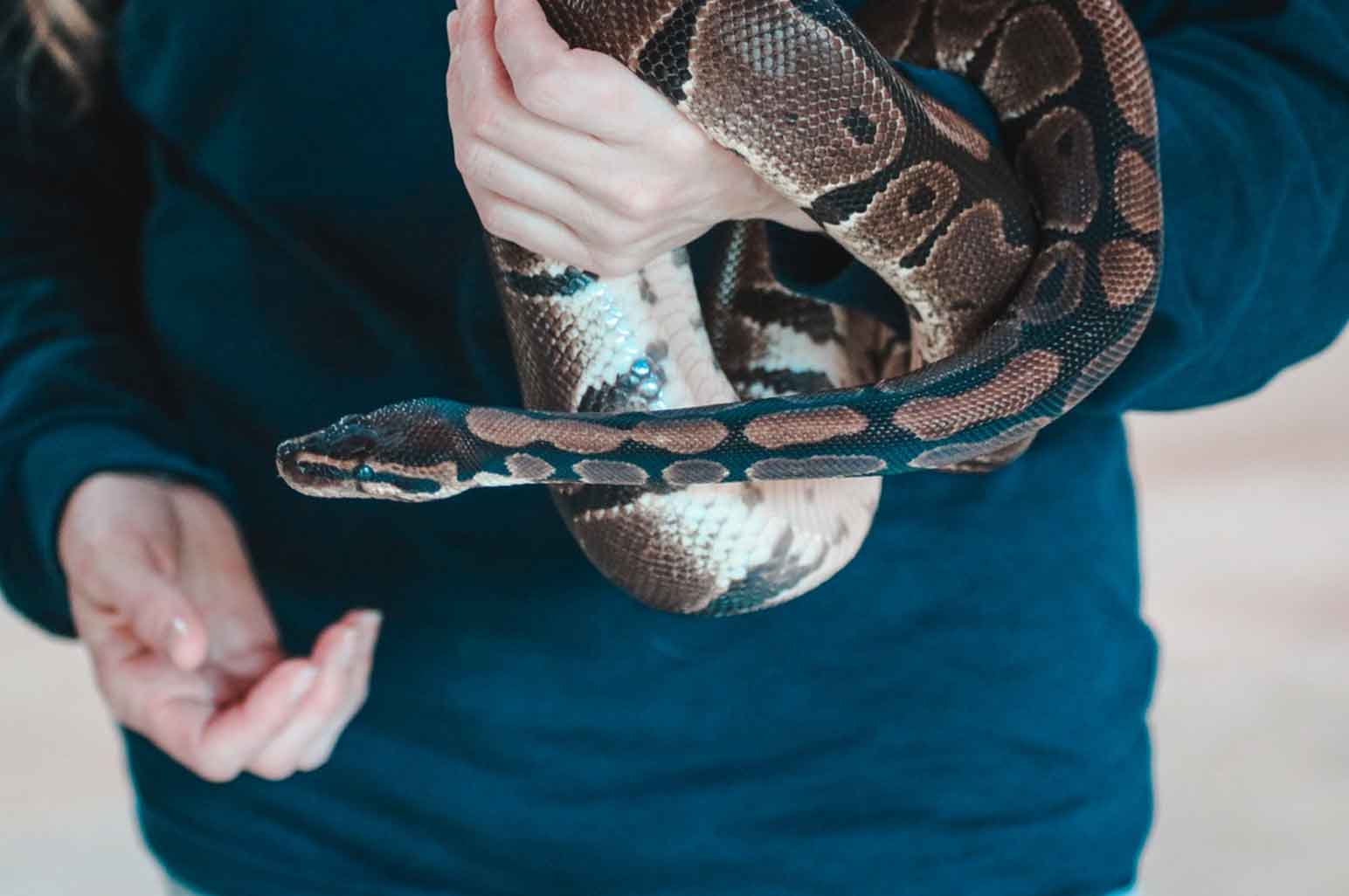 Is It a Good Idea to Have a Pet Snake?