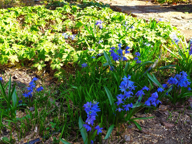 scilla siberica