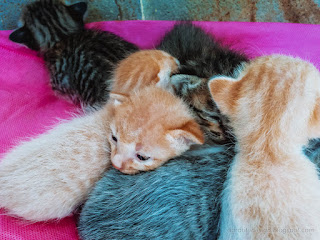 Very Young Kittens Sleep Huddling Together On Cloth In The House North Bali Indonesia