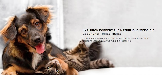 Auch Hunde und Katzen können Arthrosen haben