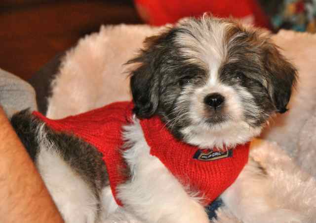 the new teddy bear