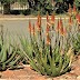 Aloe Cryptopoda