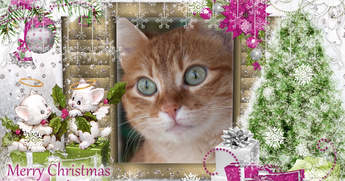 Feste buone scatola artisti cronache cartoline cartolineauguri seleziona Mondo Gatto: Auguri Di Buon Natale e Buone Feste!