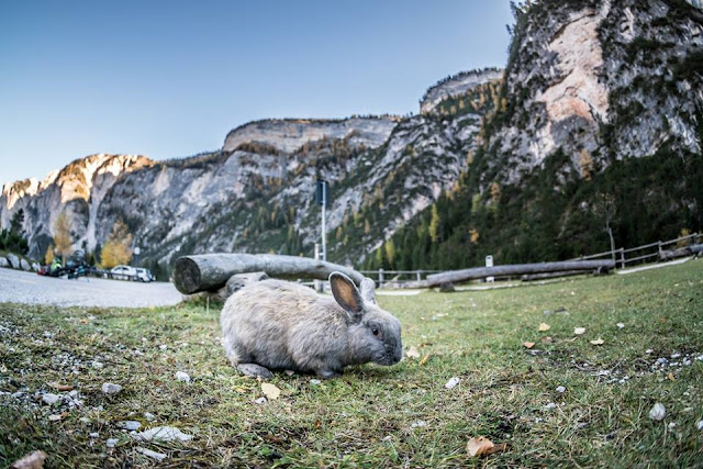 Hase am Trail Piz Züber Mountainbike