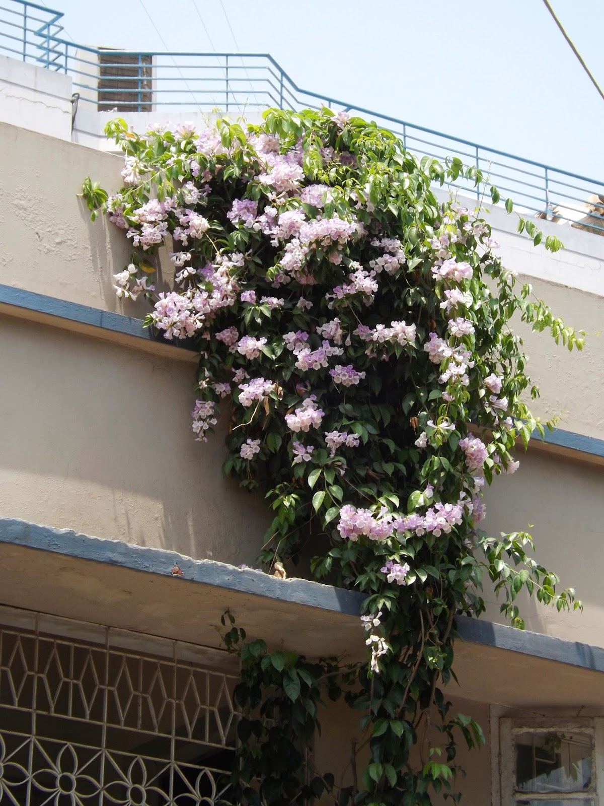 The Tide Chaser Mangrove Climbers Creepers Of Singapore