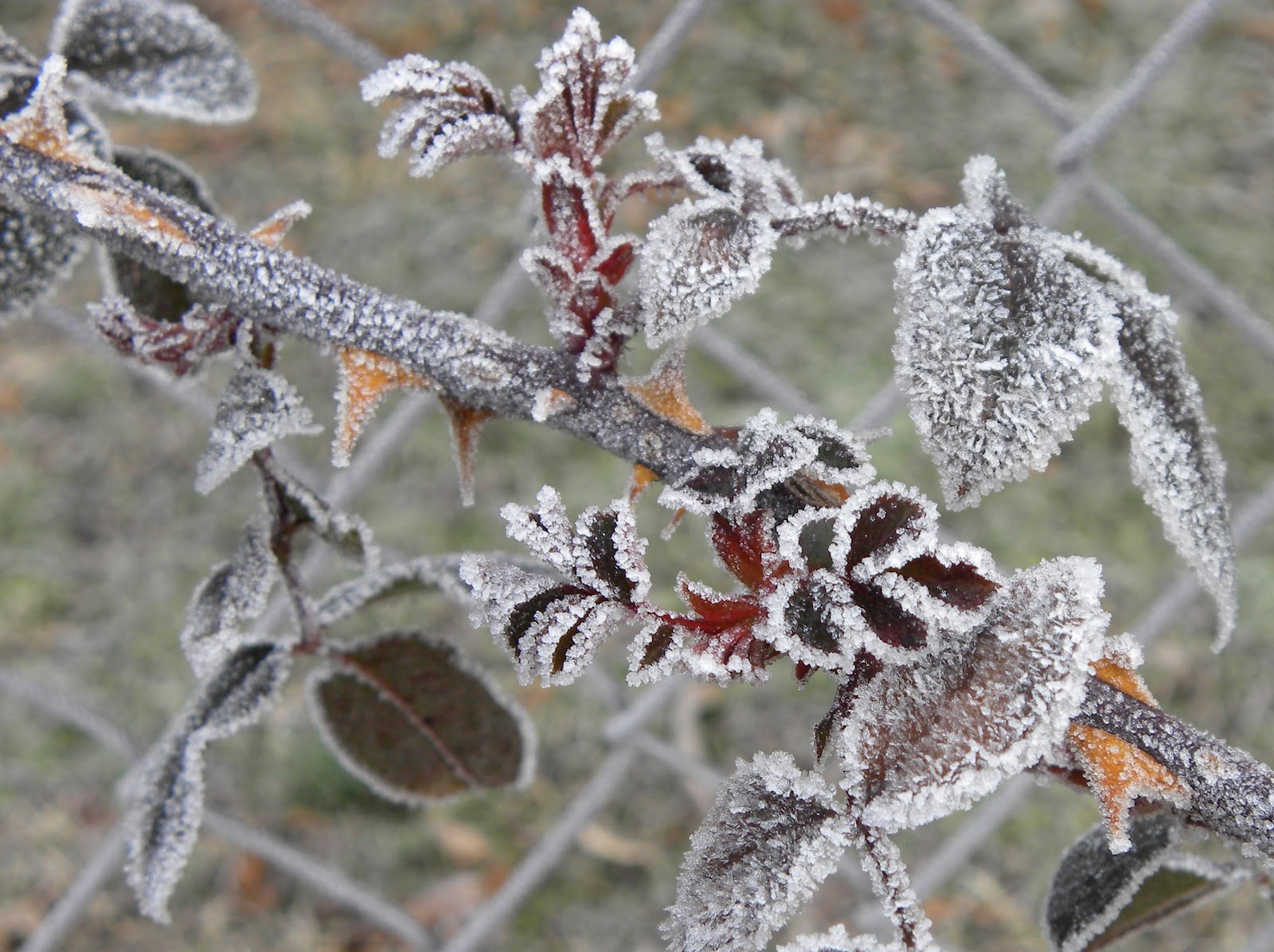 Red Dirt Roses A Lesson From The Garden