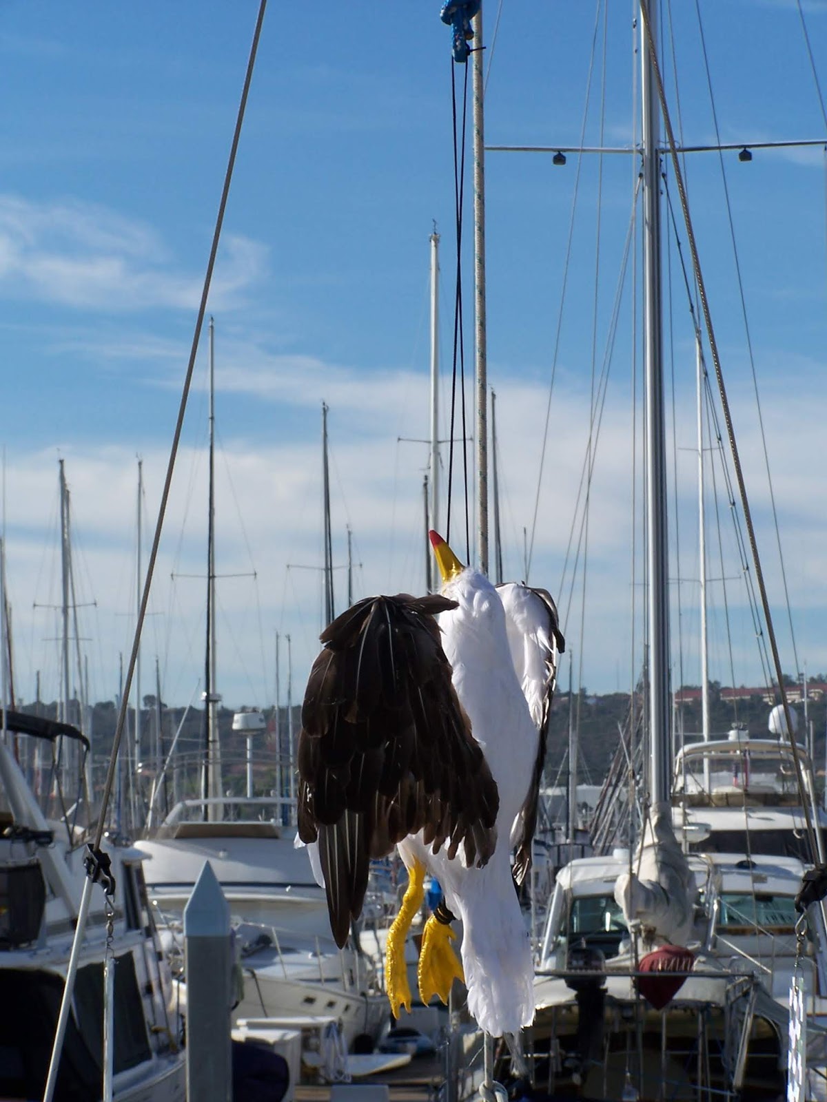 How to Keep Birds off Boats & Bird Free using Bird Deterrents!