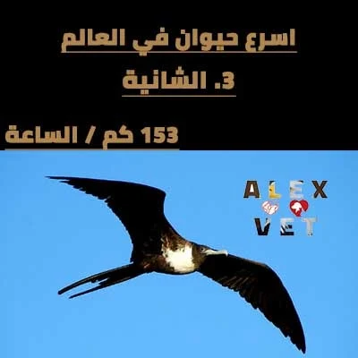 اسرع 10 حيوانات في الارض Frigate Bird