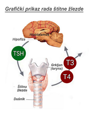 Hormoni štitne žlezde i hipofize T3, T4 i TSH Panvet Subotica