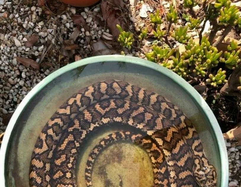Snake in bird bath Picture Of The Day