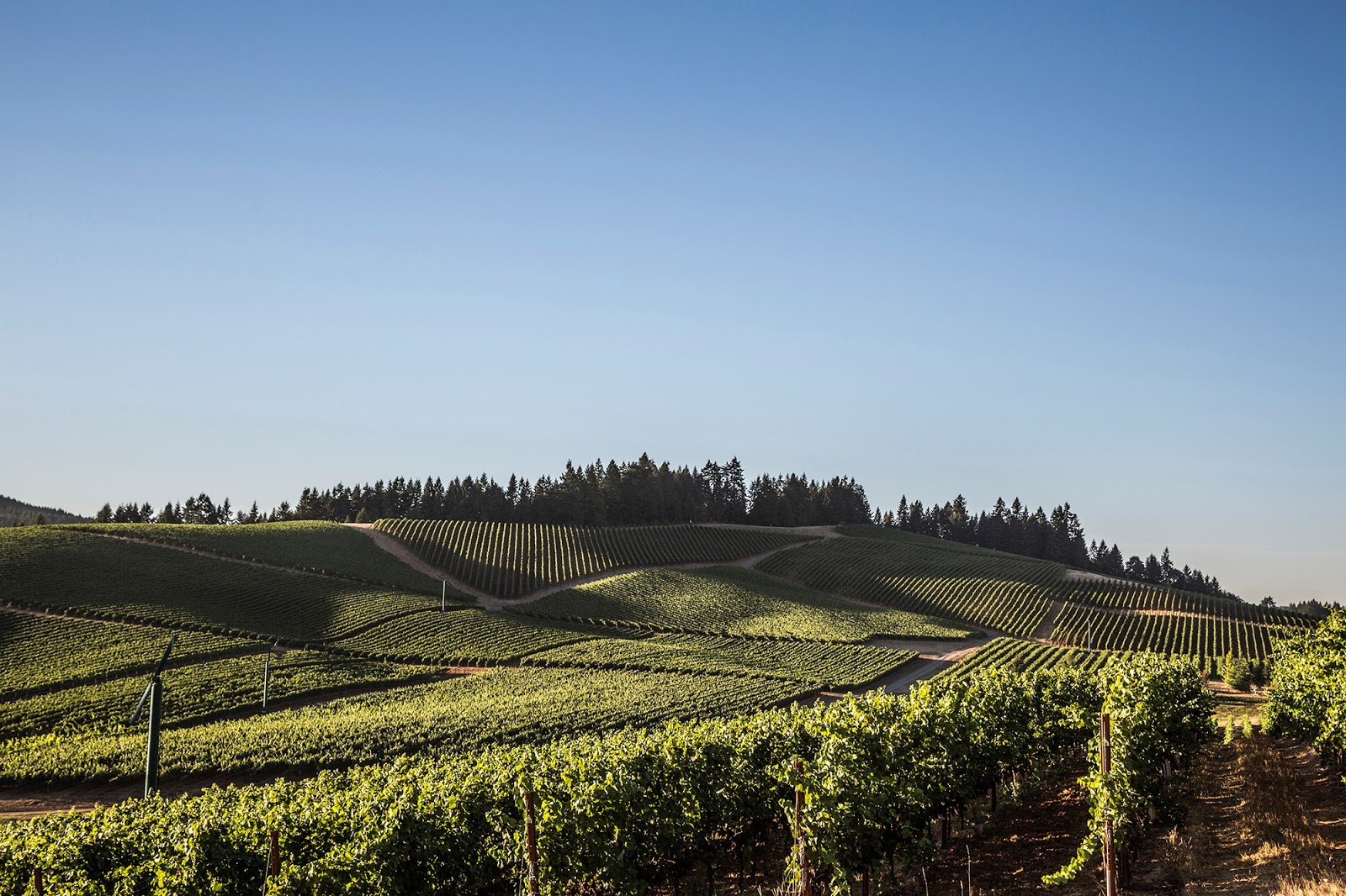 Vino Travels An Italian Wine Blog Biodynamic Wines of the Willamette