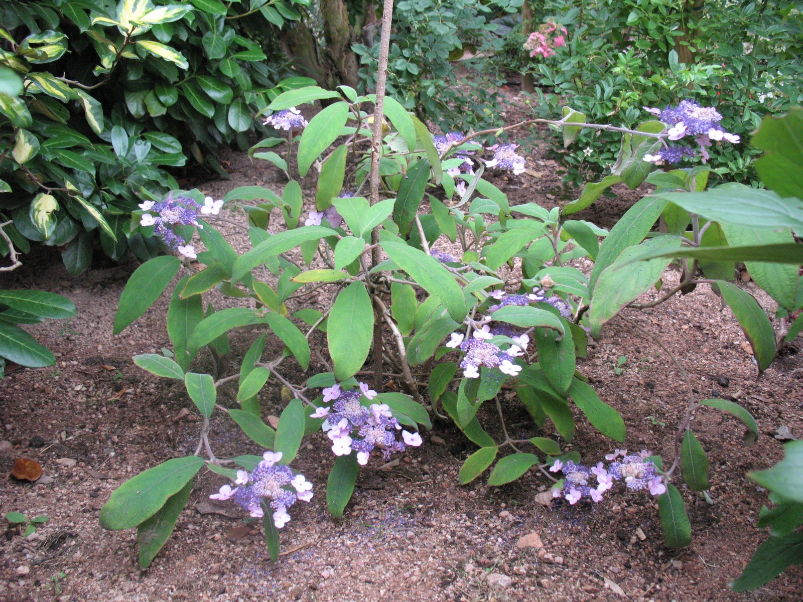 Roses Du Jardin Cheneland Hydrangea Aspera Villosa