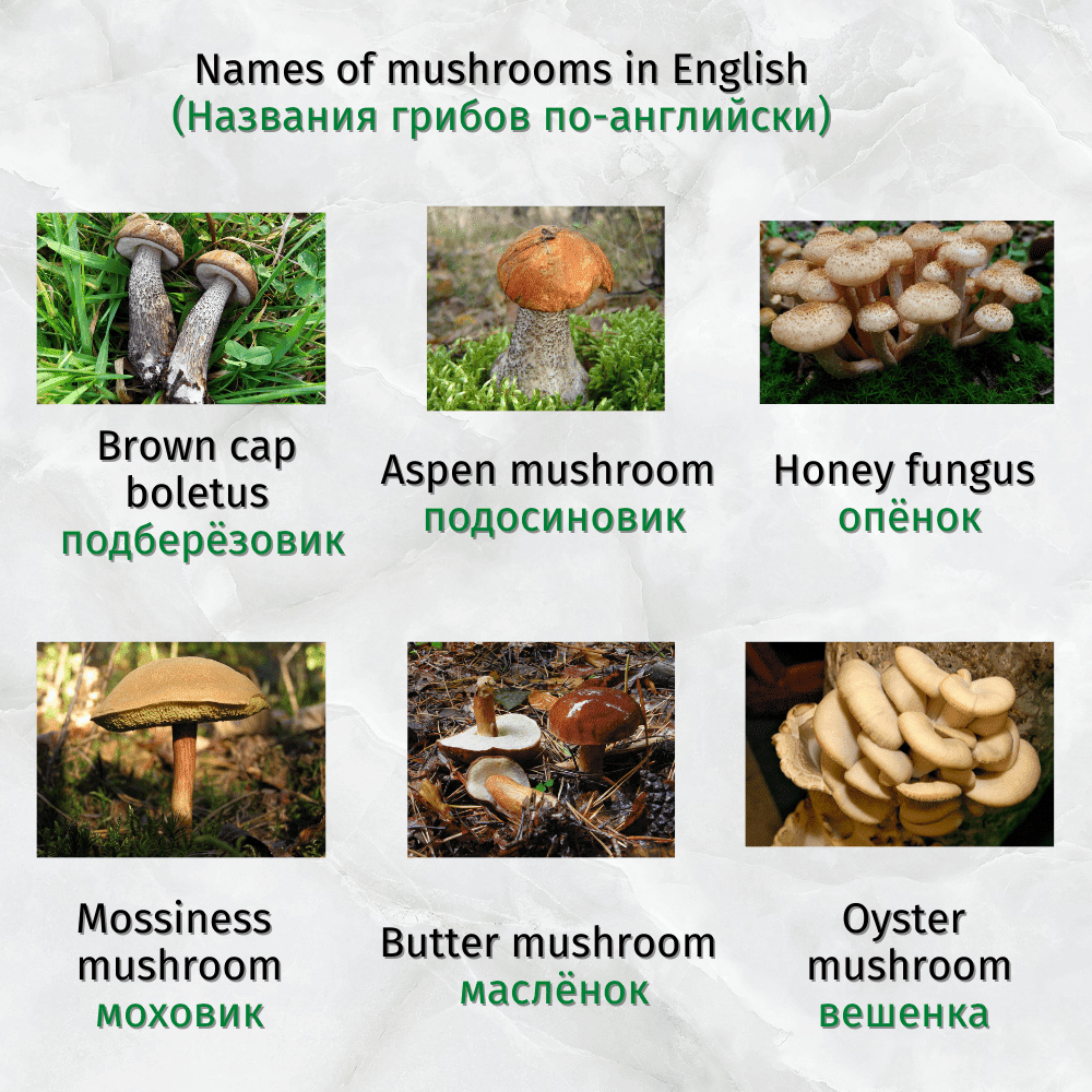 9 грибов. Грибы названия на английском. Специалист по грибам как называется. Название гриба 9 букв 7 ч.