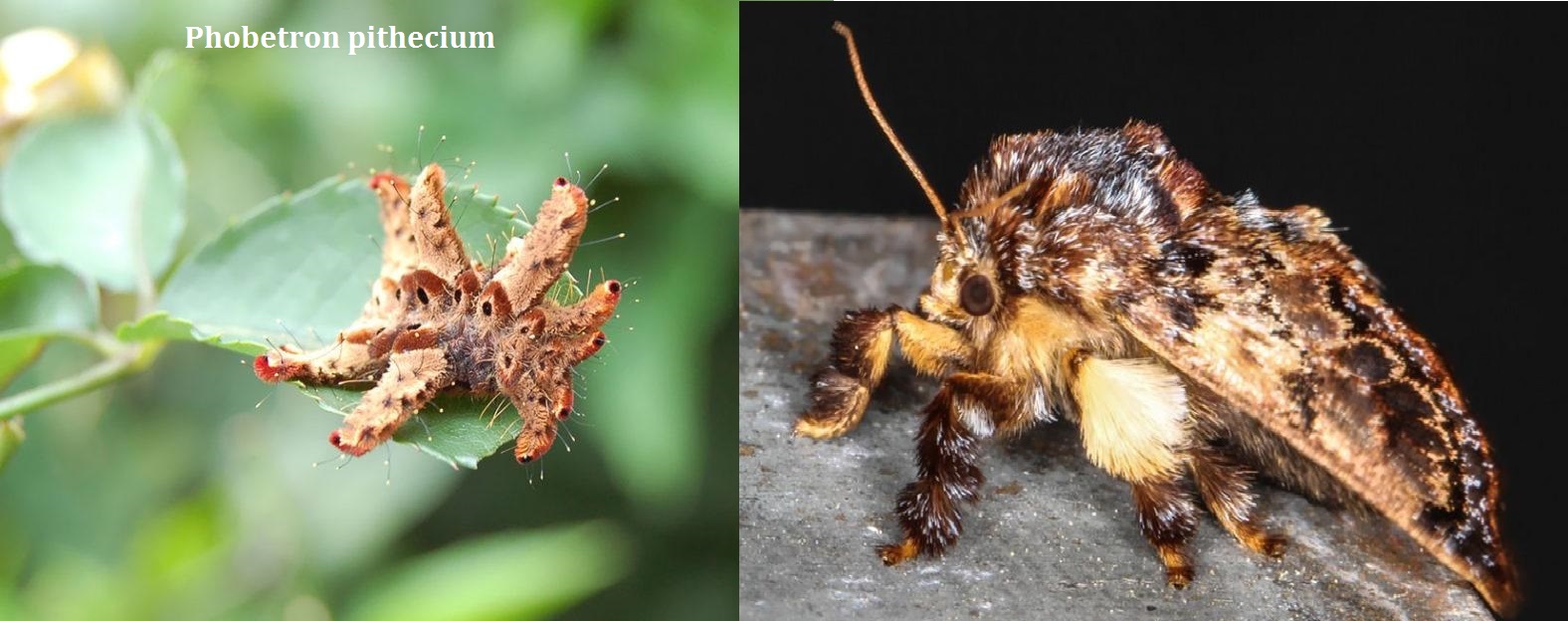BIBOCA AMBIENTAL TODA LAGARTA VIRA BORBOLETA... OU MARIPOSA BIBOCA AMBIENTAL TODA LAGARTA VIRA BORBOLETA... OU MARIPOSA