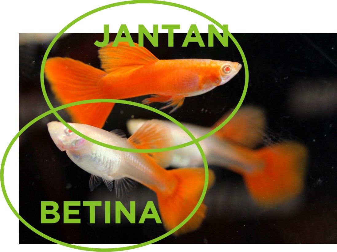 Membedakan Ikan Golden Black Jantan Dan Betina Berbagai Perbedaan jpg (1097x823)