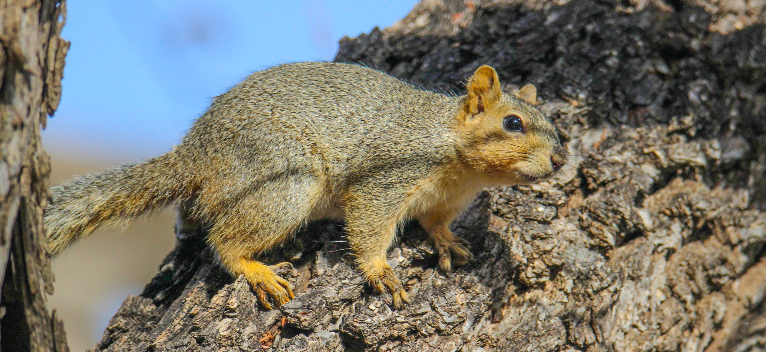 Cannundrums: Texas Fox Squirrel