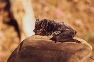 विचित्र प्राणी चमकादड़ की रोचक जानकारी bat knowledge in hindi