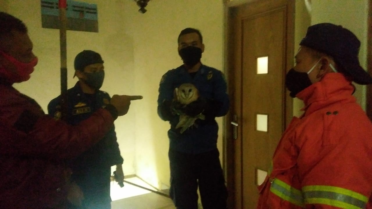 Warga Perum Mutiara Dikejutkan Hewan Langka Mirip Burung Hantu Terjebak di Rumah, Pertanda Apa?