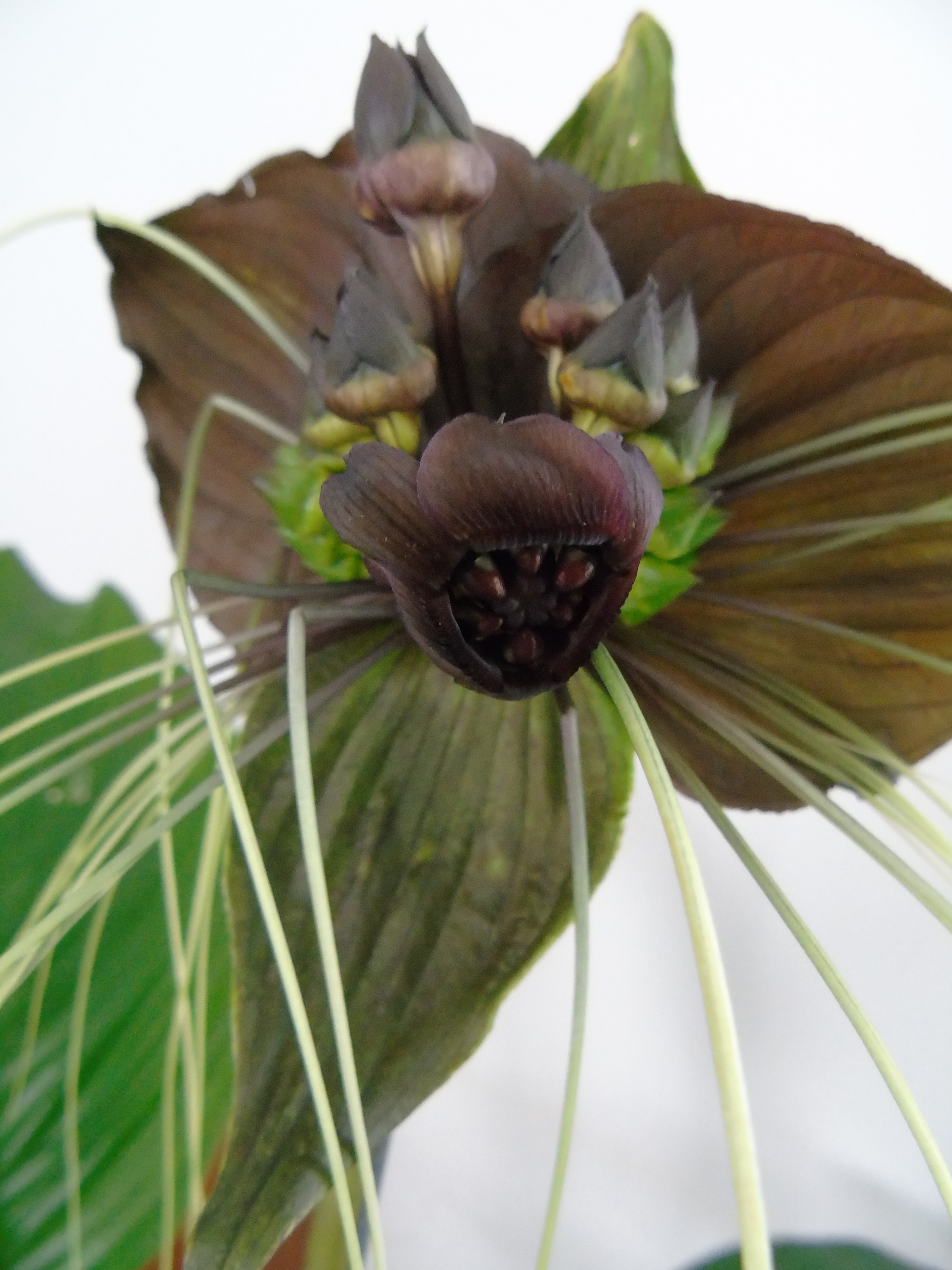 Flor-morcego (Tacca chantrieri André) | A planta da vez