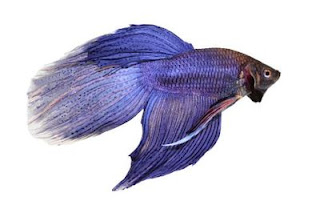 ikan cupang warna ungu