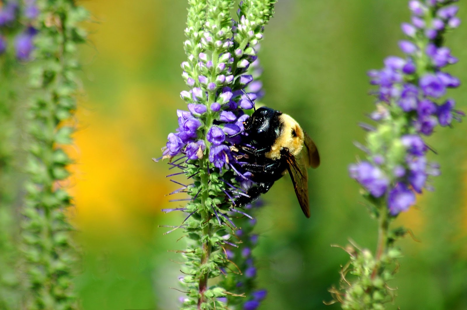 How to Create a BeeFriendly Garden