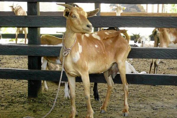 CEDEAGRO SENA ESPECIES MENORES PRODUCCI N DE CABRAS RAZAS DE CABRAS