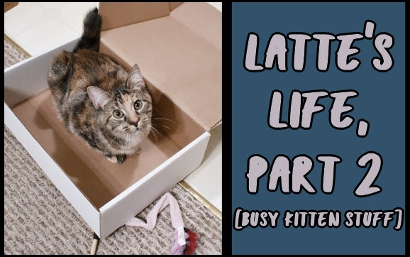 Latte's life, part 2 [busy kitten stuff]