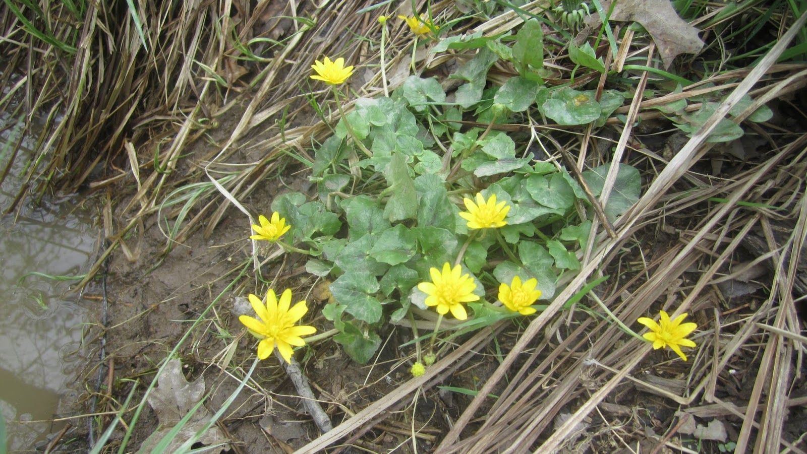 Feast Or Famine Winter Honeysuckle The Lonicera Fragrantissima
