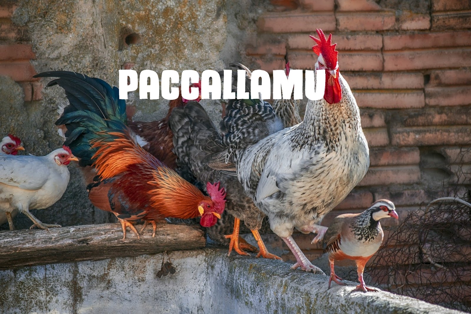 Lirik lagu Bugis : Paccallamu | Maluccana