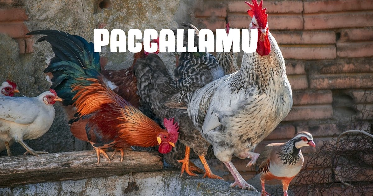 Lirik Lagu Bugis Paccallamu Maluccana