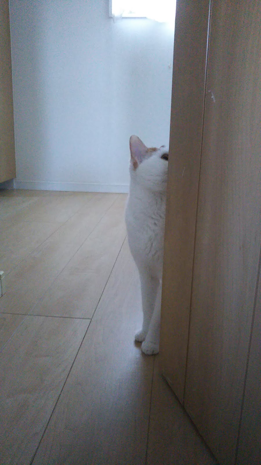 猫はかまってちゃん ブロッコリーの猫パンチ