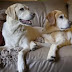 12 Reasons Why You Should Never Own Labradors