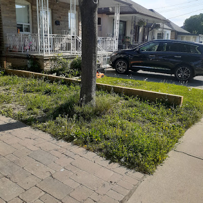 Fairbank Toronto No Lawn Front Garden Installation Before by Paul Jung Gardening Services--a Toronto Organic Gardening Company