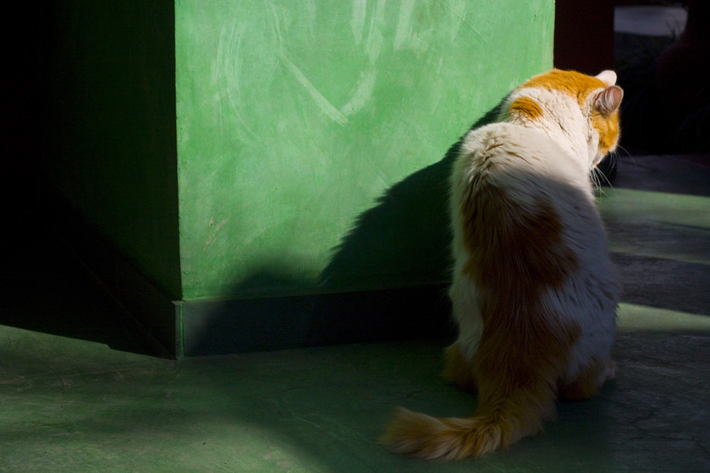 but when the day's hustle and bustle is done, then the Gumbie Cat's